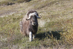 Ovibos moschatus