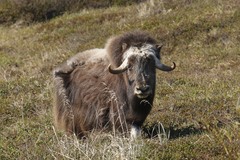 Ovibos moschatus