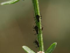 Uroleucon jaceae