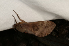 Oxycanus beltista