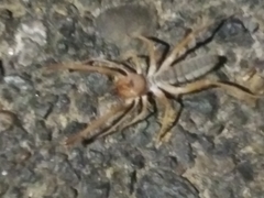 Solifugae