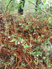Bouvardia multiflora