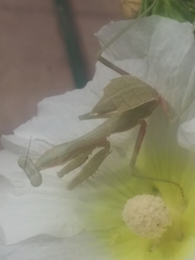 Mantodea
