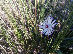 Lampranthus filicaulis