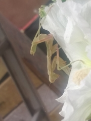 Mantodea