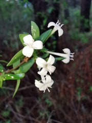 Bouvardia multiflora