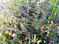 Lampranthus filicaulis