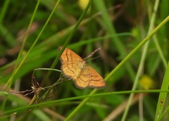 Idaea flaveolaria