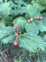 Viburnum opulus opulus