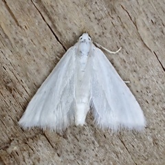 Leptosteges vestaliella