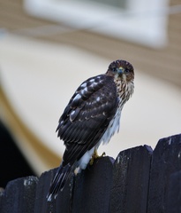 Accipiter cooperii
