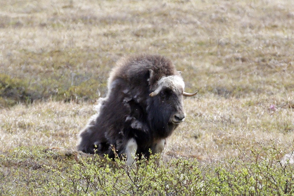 Ovibos moschatus, Nome, Alaska, United States, by dpom
