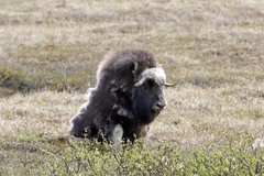 Ovibos moschatus