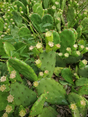 low pricklypear