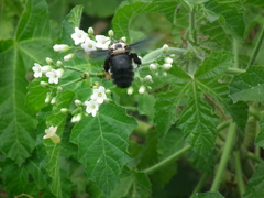 Xylocopa grisescens