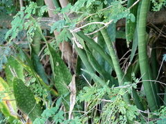 Sansevieria cylindrica