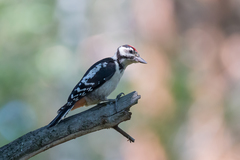 Dendrocopos major