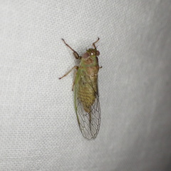 Cicadettana