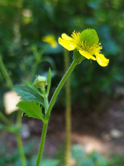 Geum aleppicum