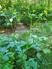 Geum aleppicum