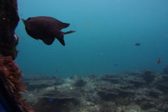 Plectroglyphidodon altus