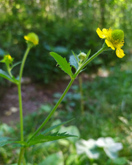 Geum aleppicum