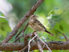 Anthus trivialis