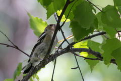 Fringilla coelebs