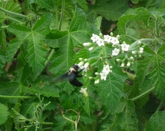 Xylocopa grisescens