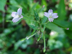 Epilobium montanum
