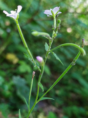 Epilobium montanum