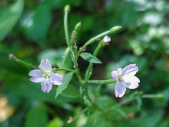 Epilobium montanum