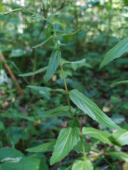 Epilobium montanum