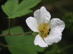 Rubus neomexicanus
