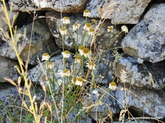 Tanacetum corymbosum