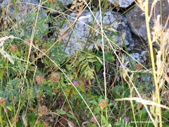 Tanacetum corymbosum