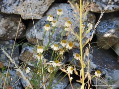Tanacetum corymbosum