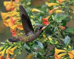 Anthocephala floriceps