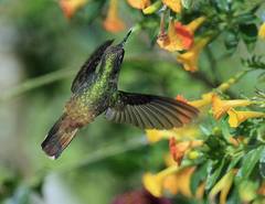 Anthocephala floriceps