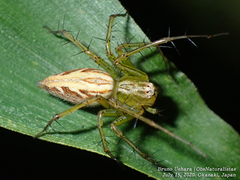 Oxyopes