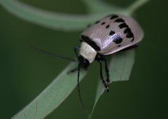 Meristata spilota