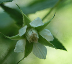 Rubus idaeus strigosus
