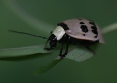 Meristata spilota