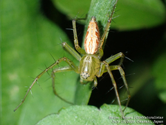 Oxyopes