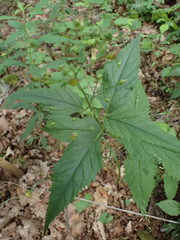Scrophularia lanceolata