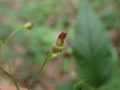 Scrophularia lanceolata