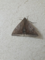 Lepidoptera