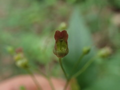 Scrophularia lanceolata