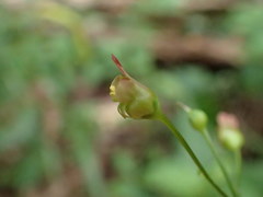 Scrophularia lanceolata