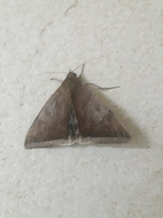 Lepidoptera